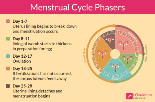 calculate ovulation cycle