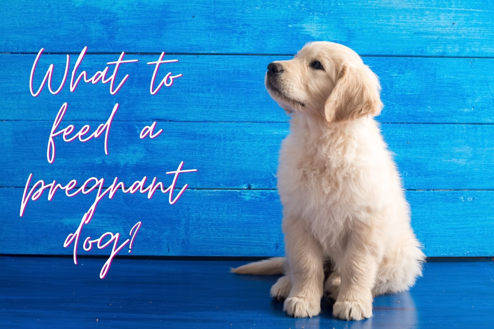 What To Feed A Pregnant Dog?