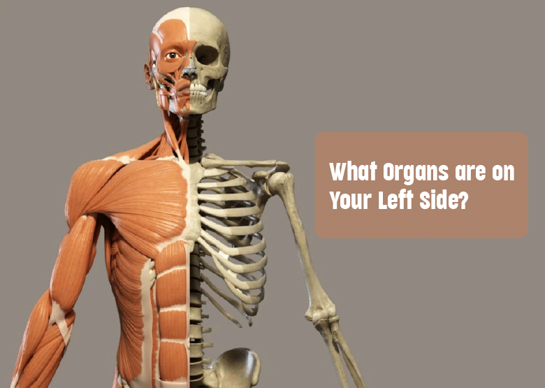 anatomy of left side of body